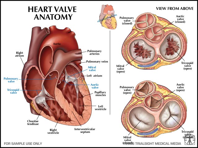 двустворчатый аортальный клапан сердца